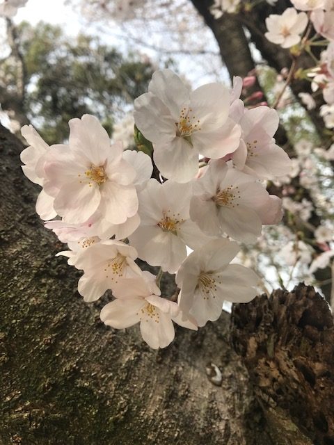 白湯の効果